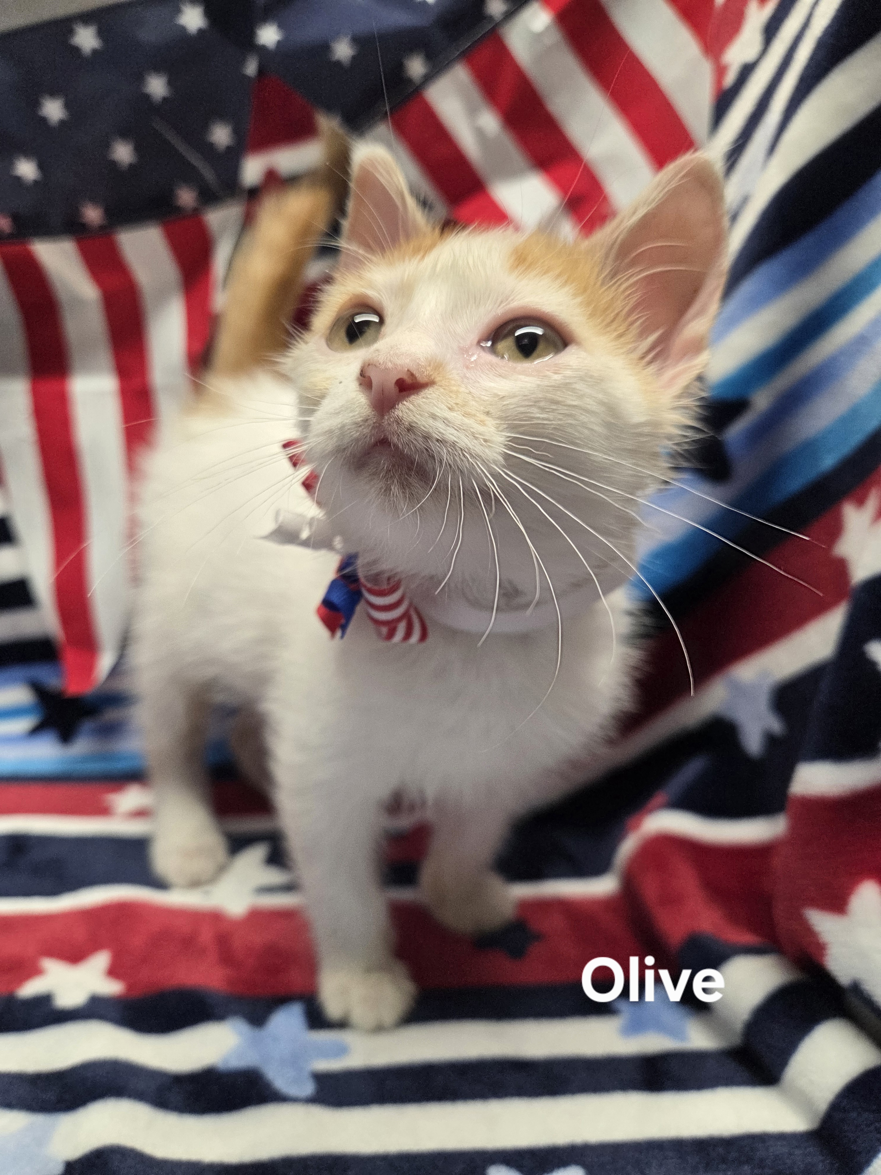 Olive